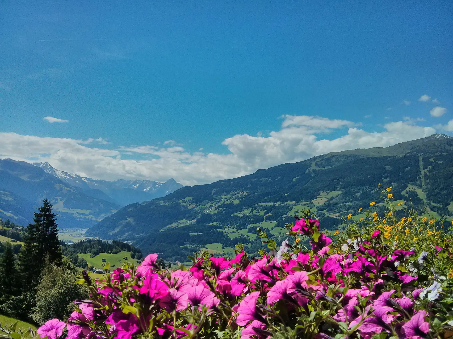 Blumenwiese mit Aussicht